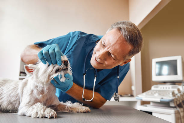 Best After-Hours Emergency Dentist in Blue Springs, MO